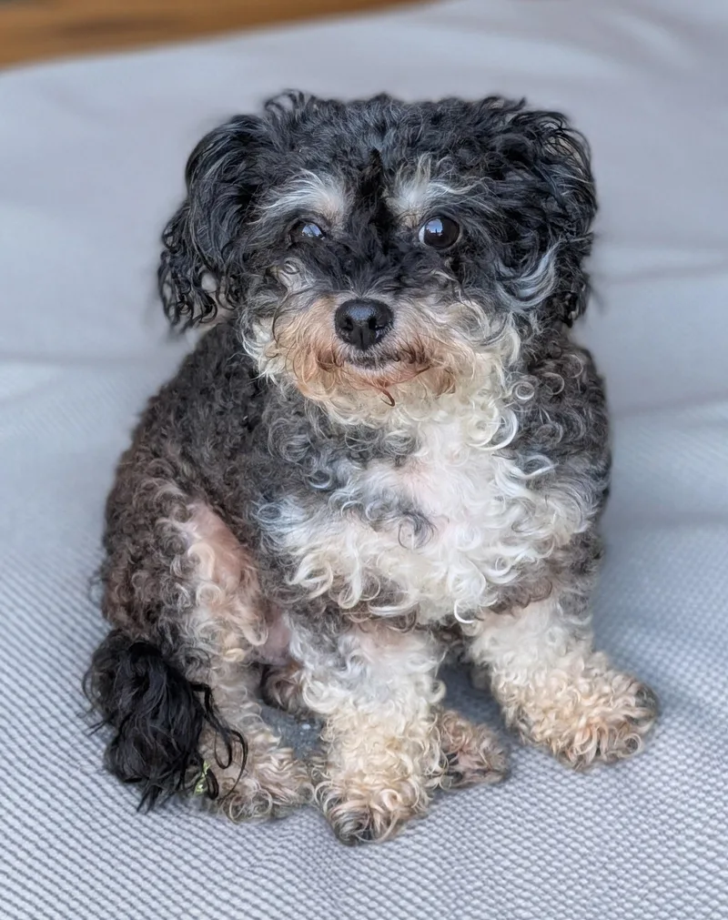 An adult small-sized female Black Poodle (Toy) dog named Mona for adoption in Baton Rouge, LA