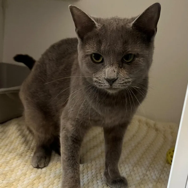 A young small-sized female Gray / Blue / Silver Domestic Short Hair cat named Olivia for adoption in New York, NY