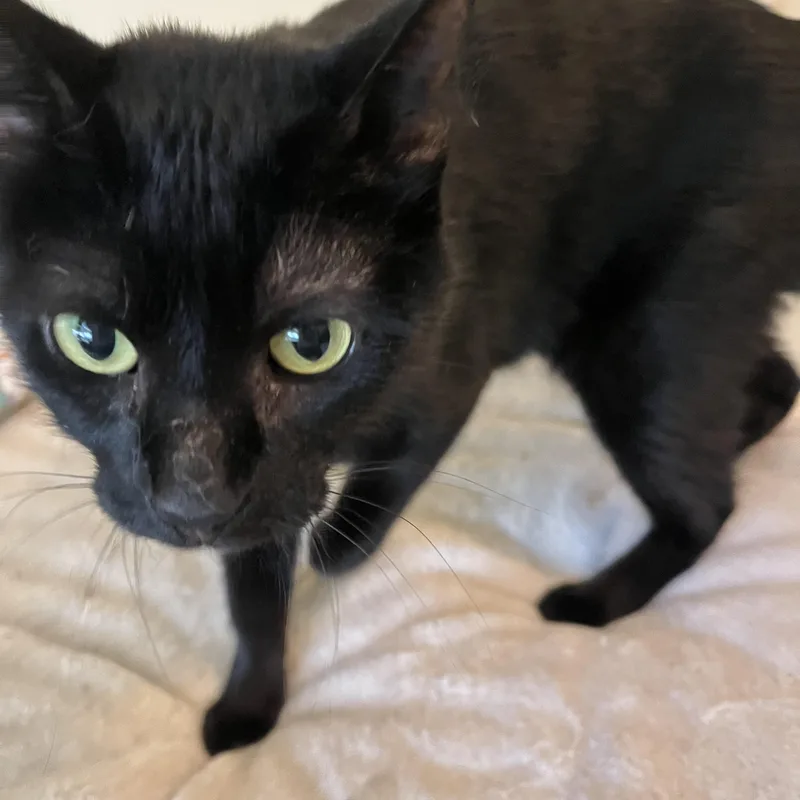 A young medium-sized female Black Domestic Short Hair cat named Stevie for adoption in Moline, IL