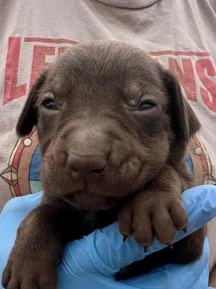 A baby medium-sized male Labrador Retriever dog named Circle for adoption in Bolivar, MO