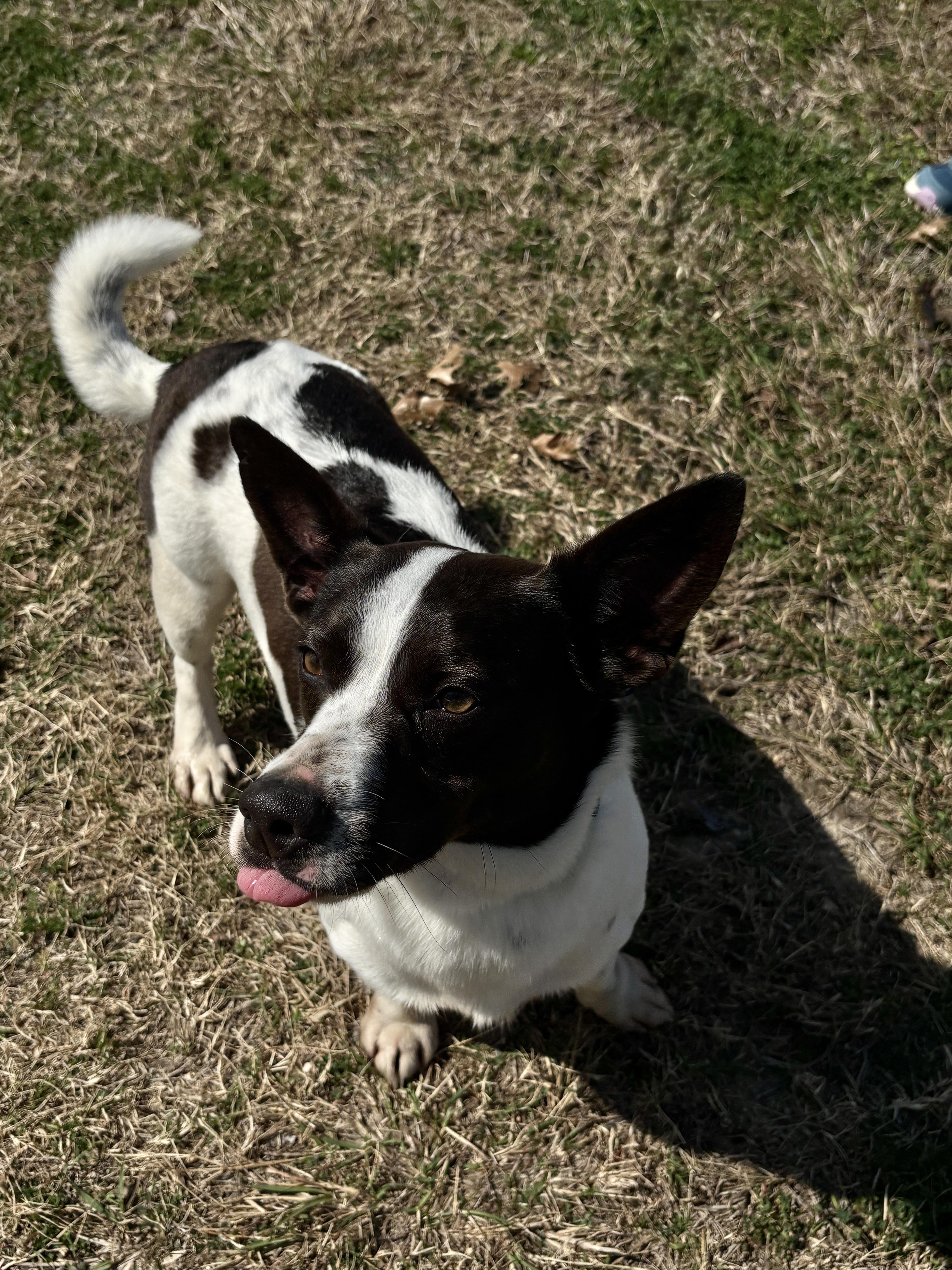 Skippy Super Littl Guy! thumbnail 3