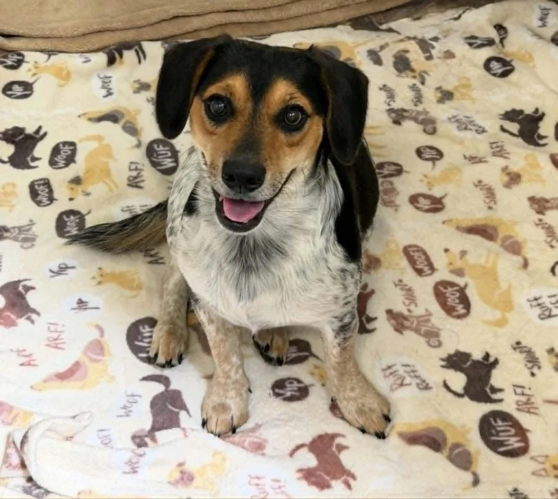 An adult small-sized male Tricolor (Brown, Black, & White) Beagle dog named Cowboy for adoption in Chambersburg, PA