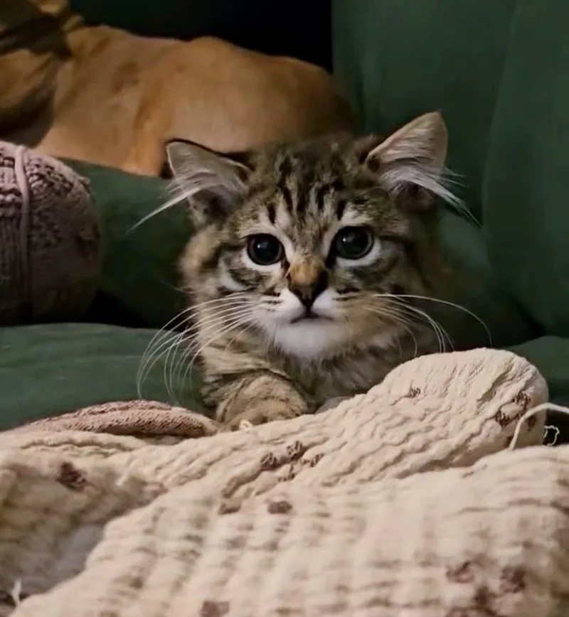 A baby small-sized male Domestic Medium Hair cat named Michi for adoption in Austin, TX