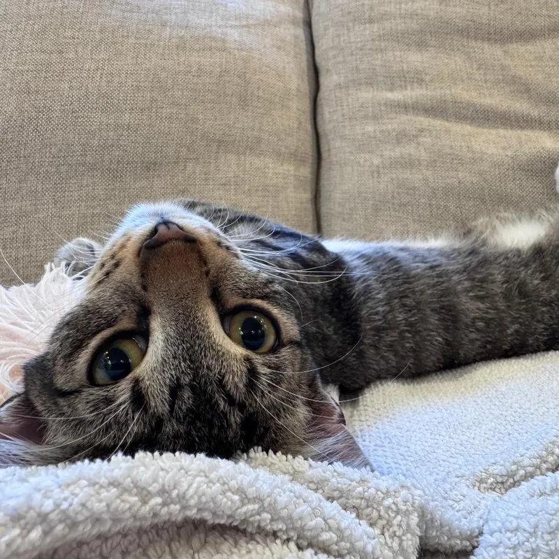A young medium-sized male Gray / Blue / Silver Domestic Short Hair cat named Bootsie for adoption in Fort Lauderdale, FL