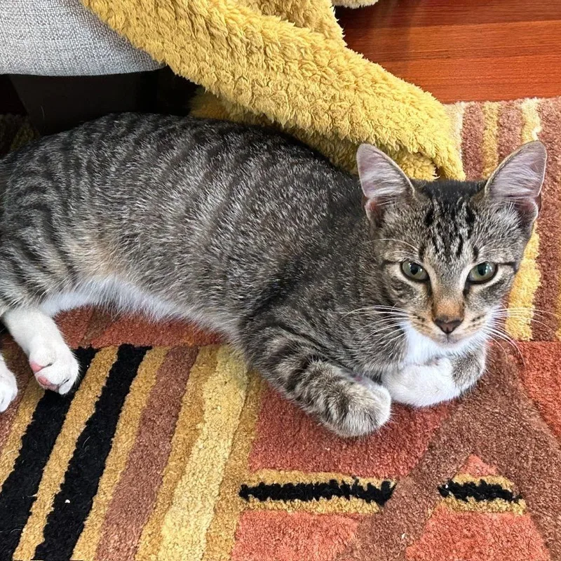 Bootsie thumbnail 3