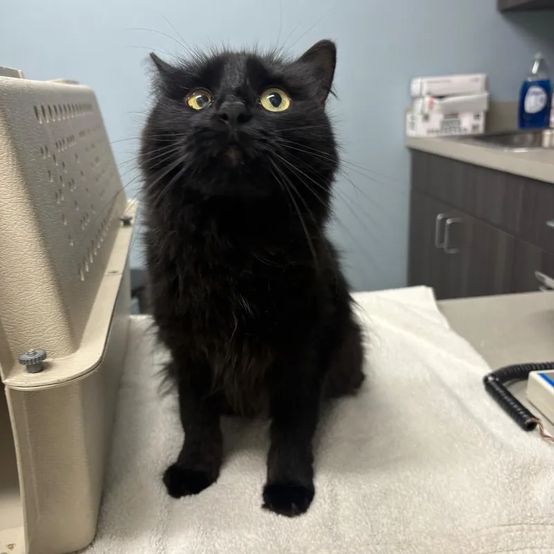 A baby medium-sized female Black Domestic Long Hair cat named Jinx for adoption in Oak Park, IL