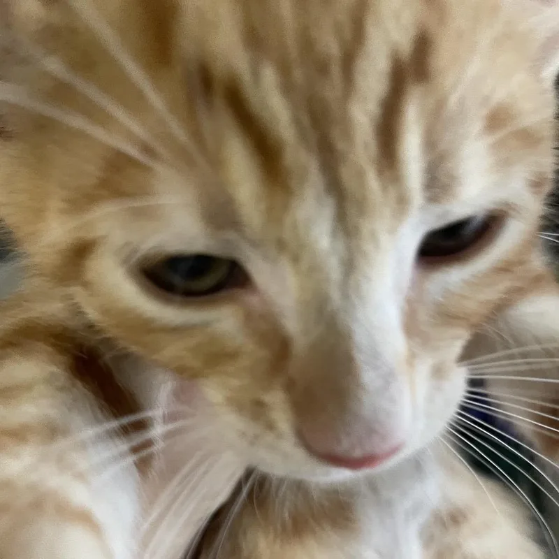 A baby small-sized male Orange / Red Domestic Short Hair cat named Spider for adoption in Port Charlotte, FL