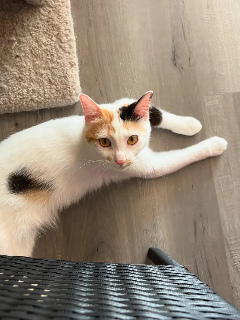 Carmelita thumbnail 4