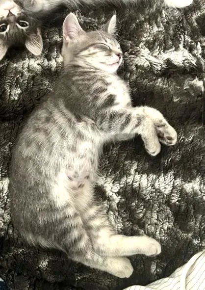 Mr. Misty