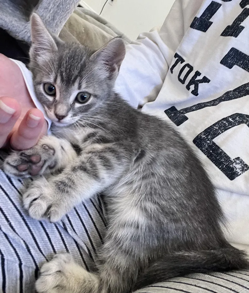 Mr. Misty thumbnail 2