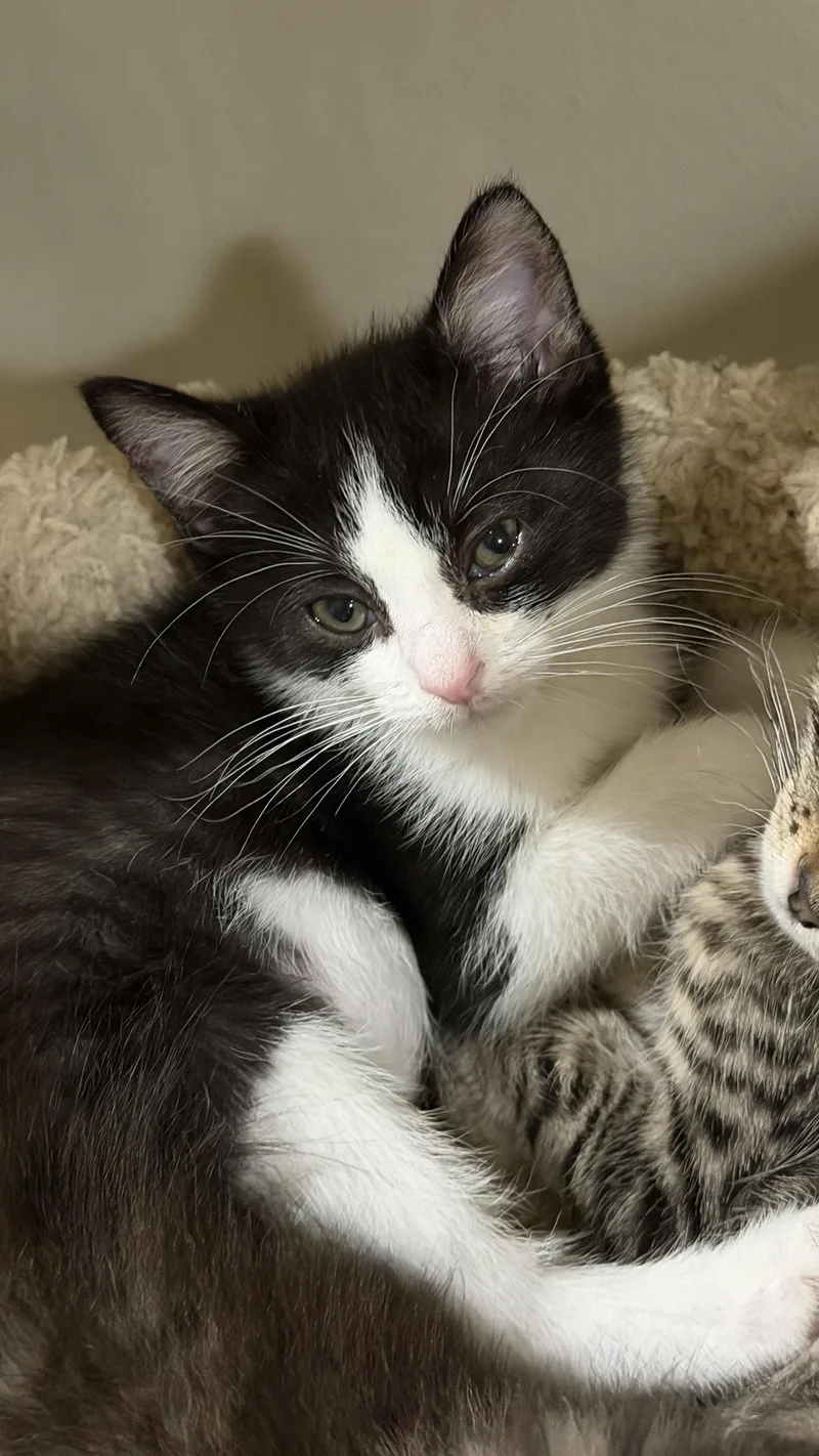 A baby medium-sized female Black & White / Tuxedo Domestic Short Hair cat named Betty Boop for adoption in East Hanover, NJ
