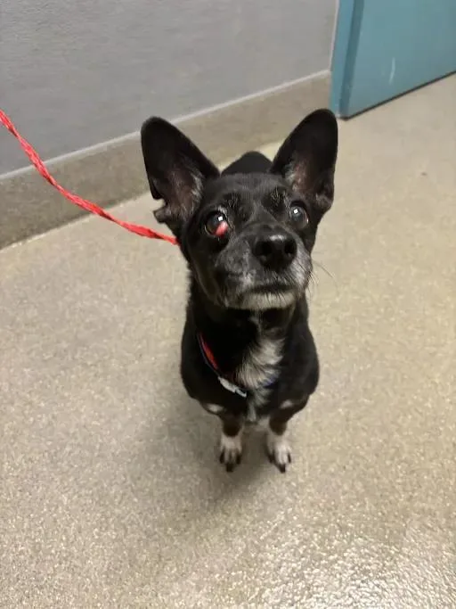 An adult small-sized male Chihuahua dog named Rocky for adoption in Las Vegas, NV