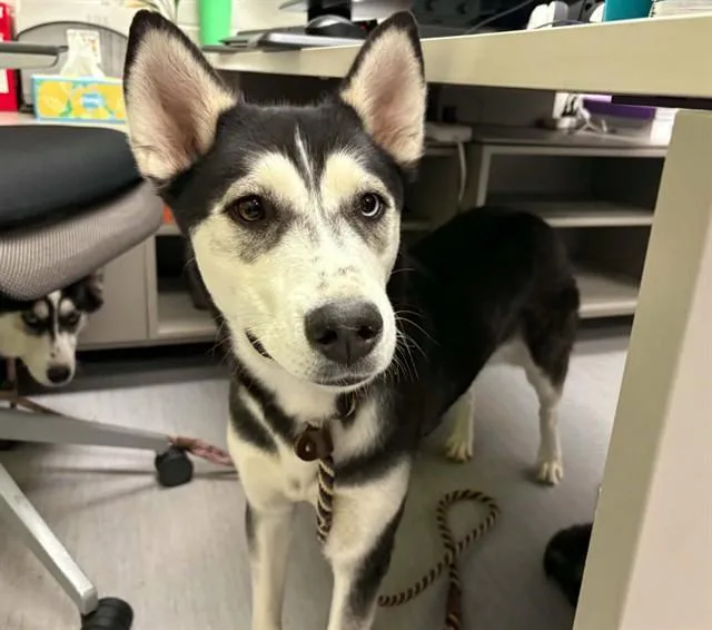 A young medium-sized female Siberian Husky dog named Luna for adoption in Colorado Springs, CO
