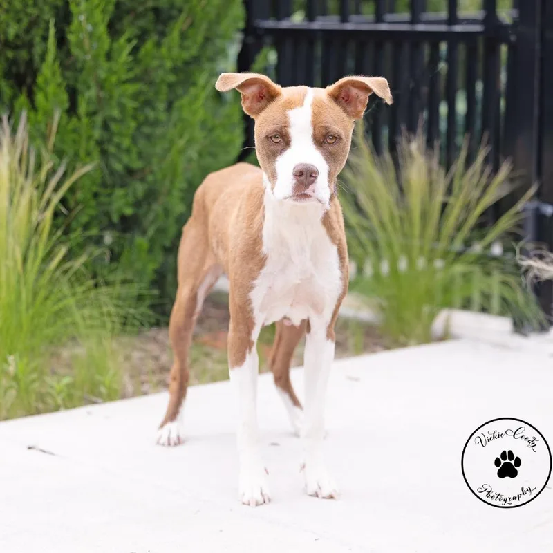 An adult medium-sized female Red / Chestnut / Orange Mixed Breed dog named Lil Girl for adoption in Portland, OR