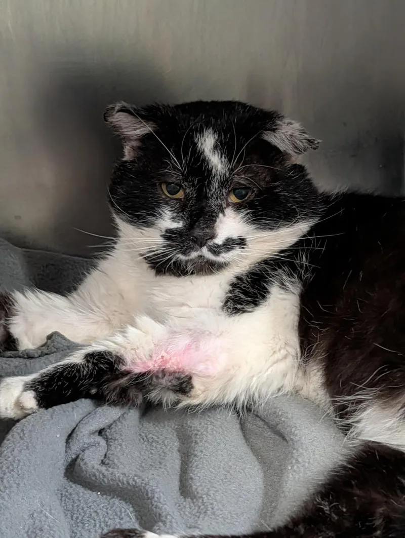 A senior medium-sized male Domestic Short Hair cat named Percival for adoption in Marietta, OH