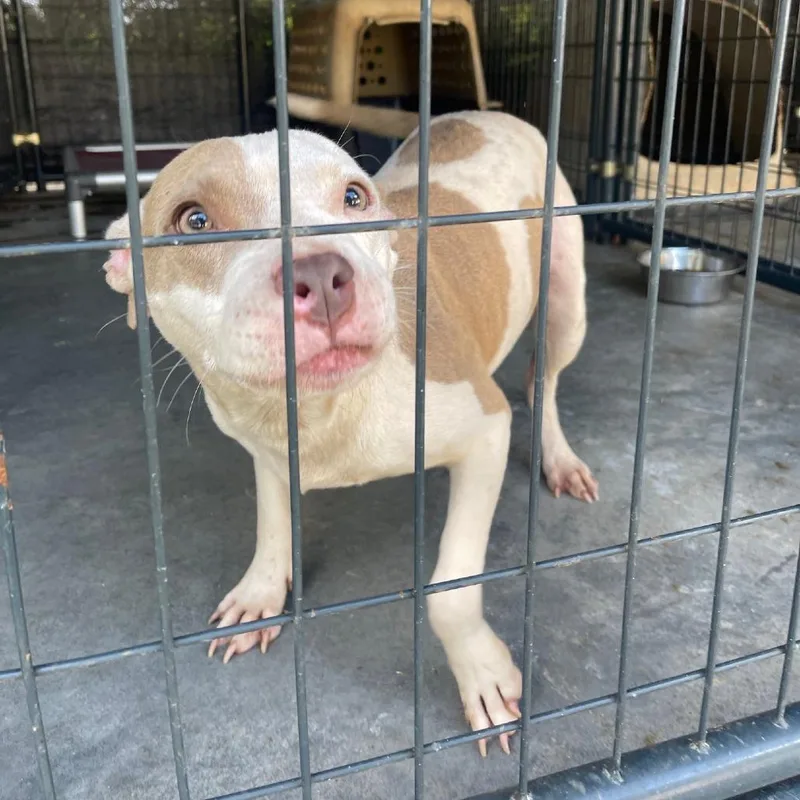 An adult medium-sized female White / Cream Pit Bull Terrier dog named Zelda for adoption in Valley, AL