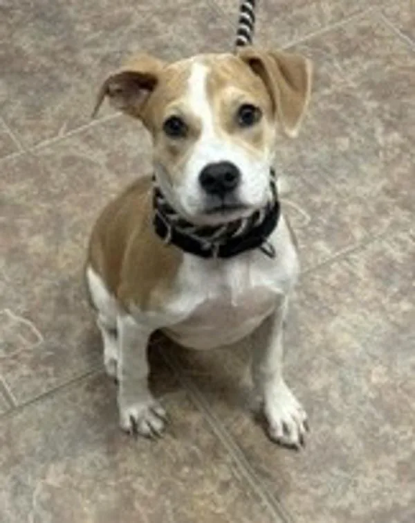 A young medium-sized female Hound dog named Indie for adoption in Littleton, CO