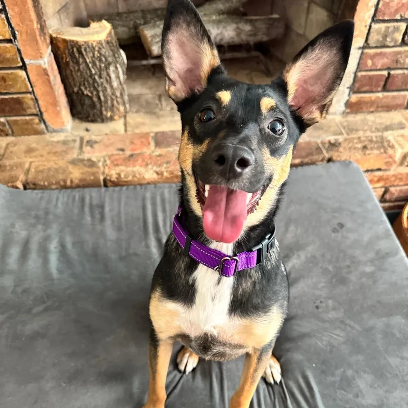 A young medium-sized female Black Shepherd dog named Rutabaga for adoption in Aldie, VA