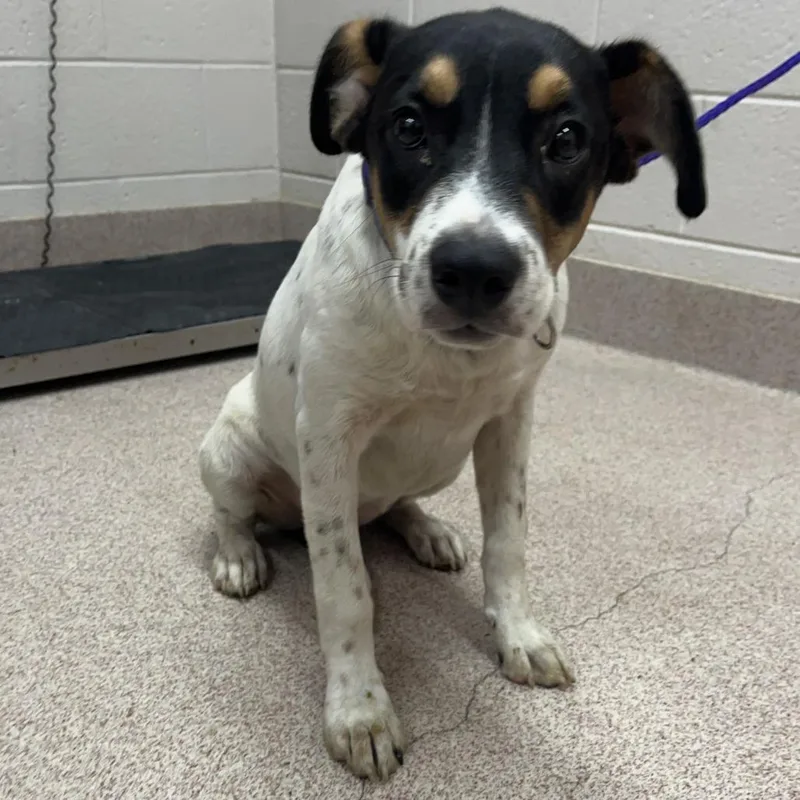 A young medium-sized female White / Cream Pit Bull Terrier dog named Bella for adoption in Ardmore, OK
