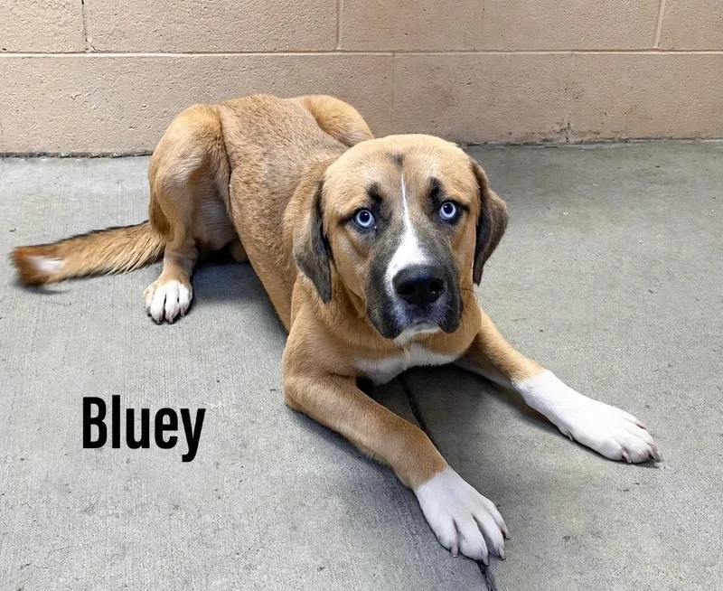 A young large-sized male Shepherd dog named Bluey for adoption in Clearfield, KY
