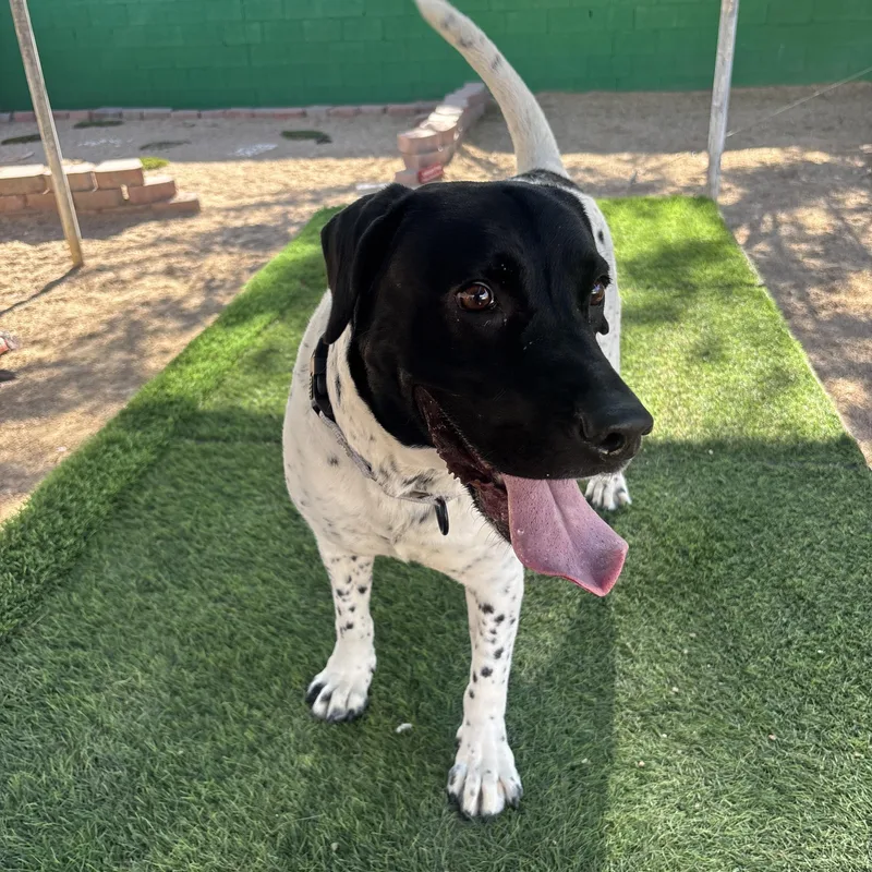 An adult medium-sized female German Shorthaired Pointer dog named Starfish for adoption in Phoenix, AZ