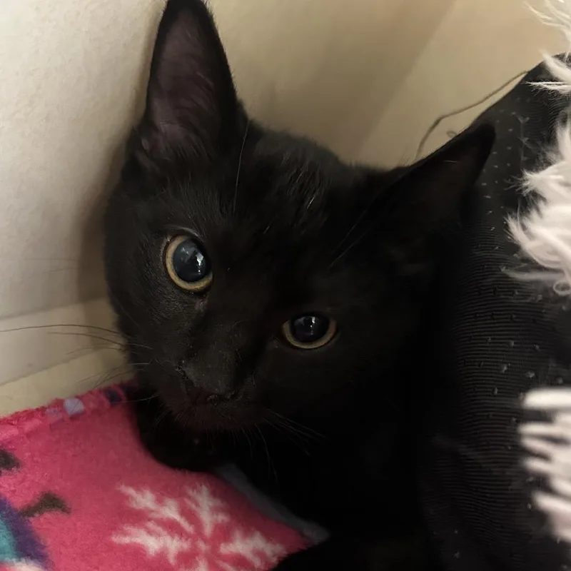 A baby small-sized male Black Domestic Short Hair cat named Zeus for adoption in Denver, CO