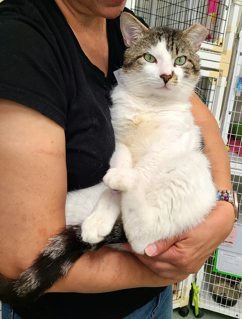 A young large-sized male Tabby (Buff / Tan / Fawn) Domestic Short Hair cat named Marley for adoption in Kirkland, WA