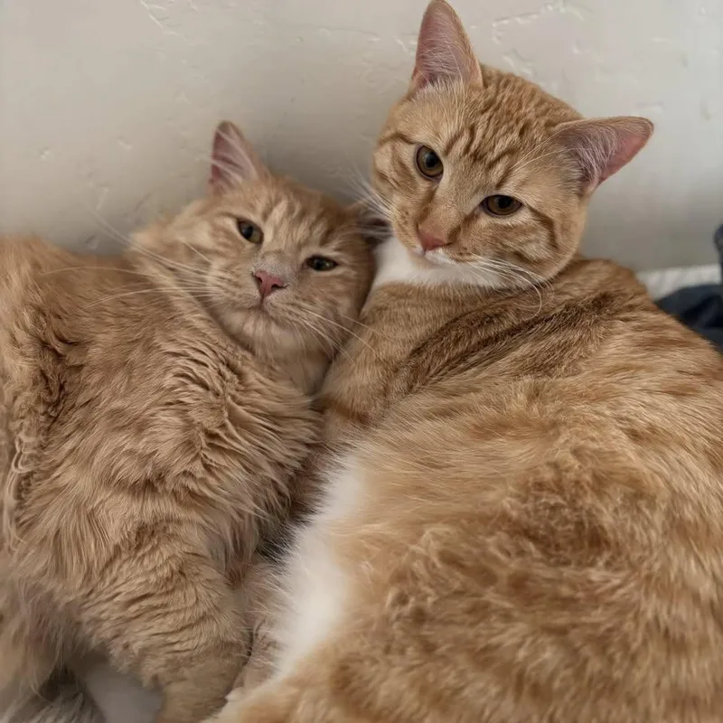 An adult small-sized male Orange / Red Domestic Long Hair cat named Magic for adoption in Grantsville, UT