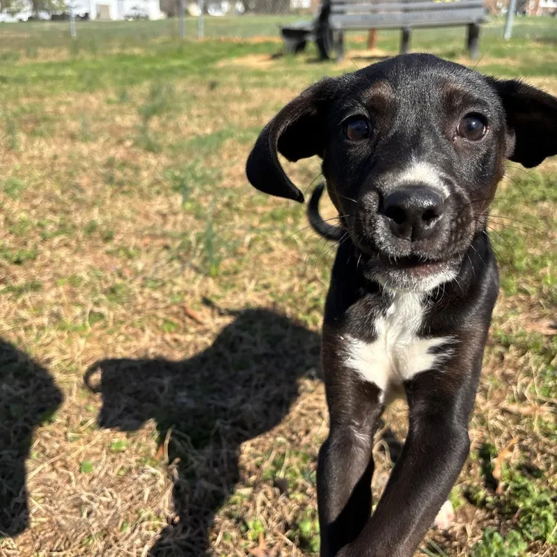 Penny Winnie thumbnail 3