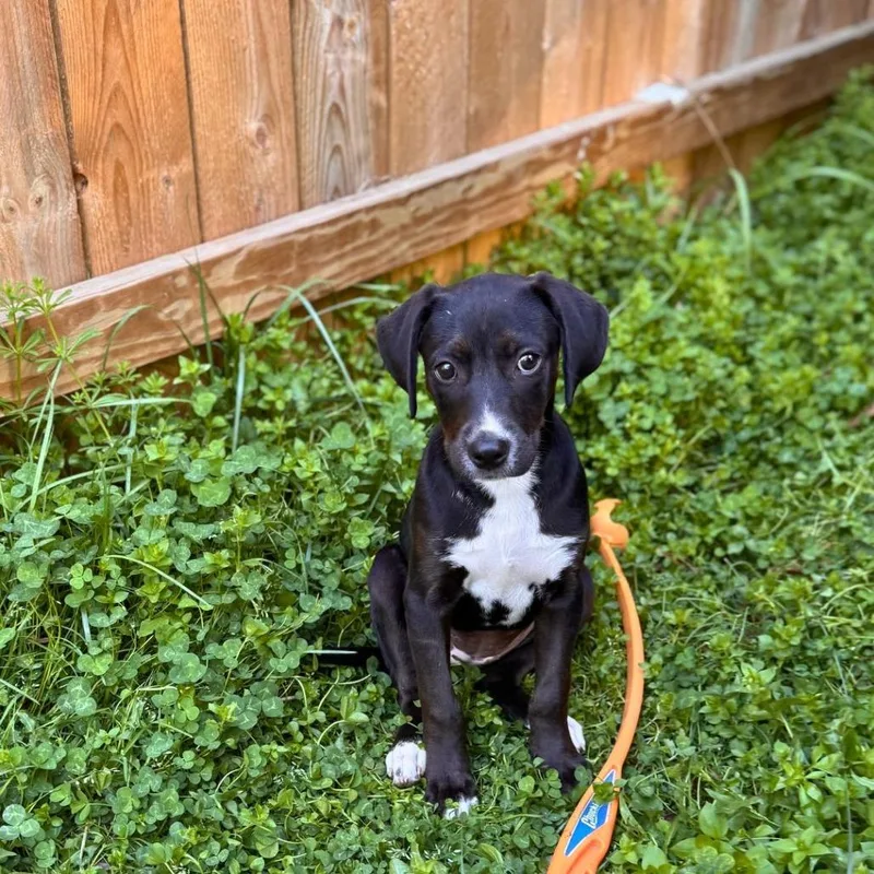 Penny Winnie thumbnail 4