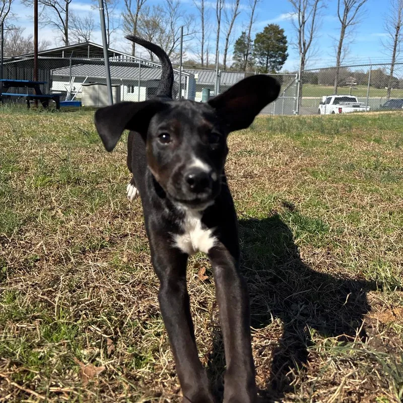 Penny Winnie thumbnail 6