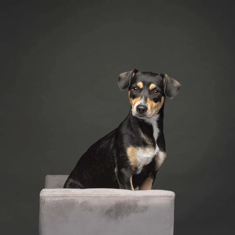 An adult medium-sized female Black Chihuahua dog named Laela for adoption in Fort Worth, TX