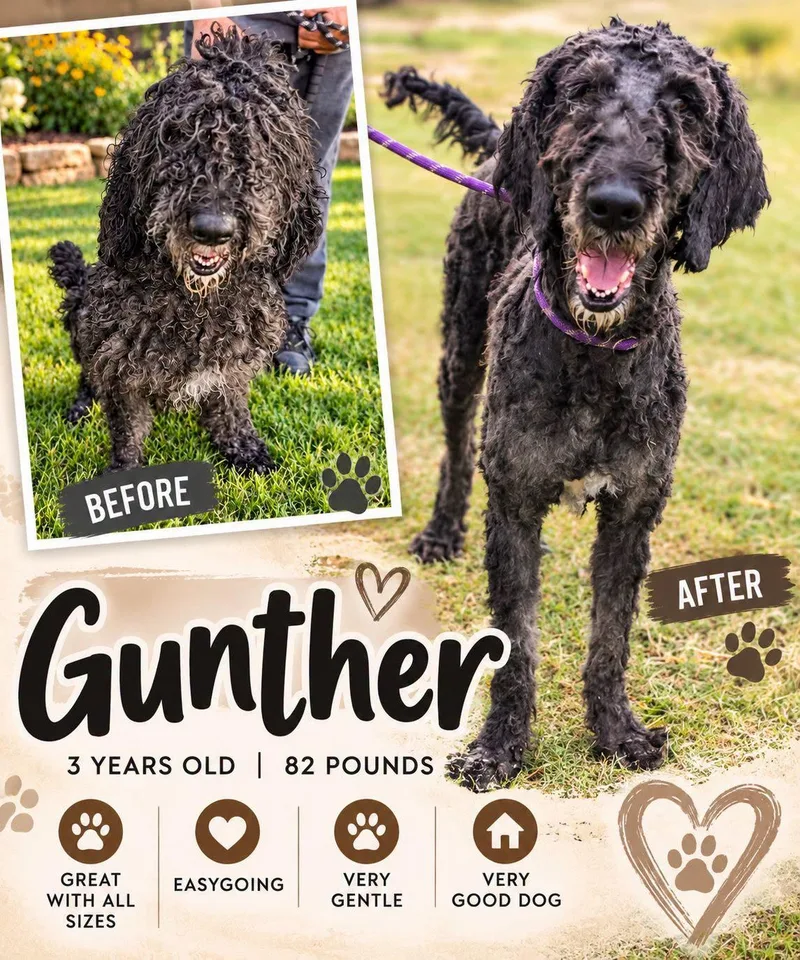 An adult large-sized male Poodle dog named Gunther for adoption in Fort Worth, TX