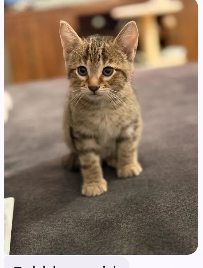 A baby small-sized male Domestic Short Hair cat named Bean for adoption in Rockford, IL
