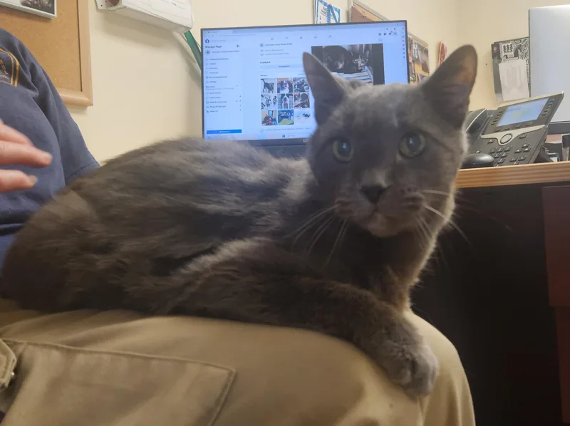 A senior medium-sized male Gray / Blue / Silver Domestic Short Hair cat named Gandalf for adoption in Clayton, NJ