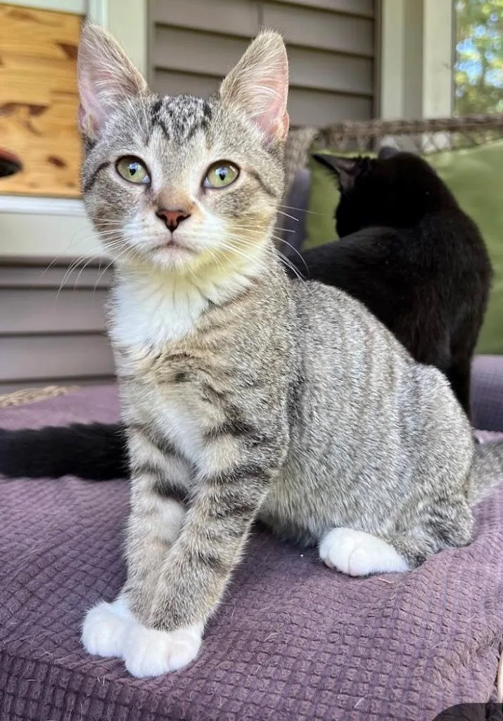 A baby medium-sized male Domestic Short Hair cat named Otis for adoption in Cumberland, ME