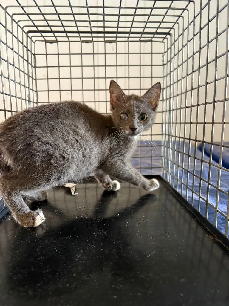 A baby medium-sized female Domestic Short Hair cat named Pepper for adoption in Wauchula, FL