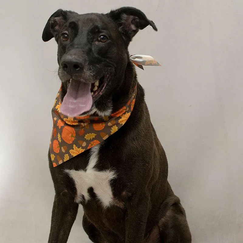 An adult large-sized male Labrador Retriever dog named Cash for adoption in Sanford, FL