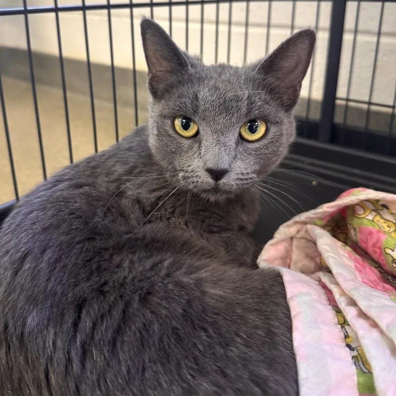 An adult medium-sized female Gray / Blue / Silver Domestic Short Hair cat named Ground Beef for adoption in Rocky Mount, VA
