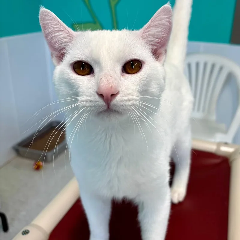 An adult medium-sized male White Domestic Short Hair cat named Gojo for adoption in Binghamton, NY