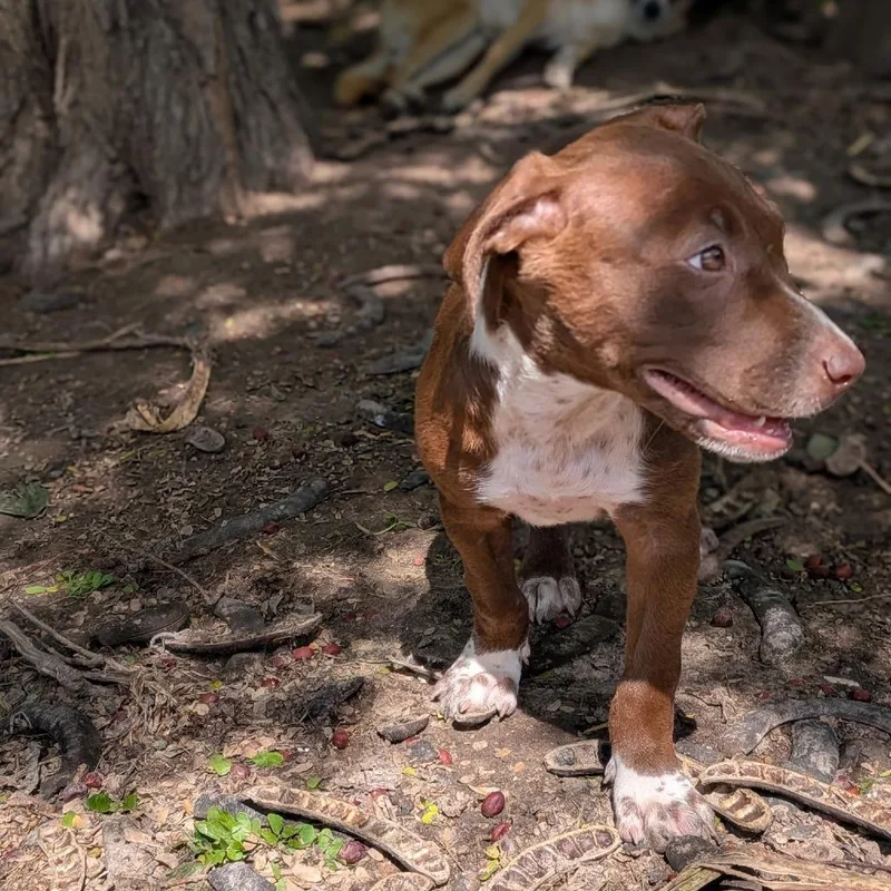A baby medium-sized female Chocolate Labrador Retriever dog named Winnie for adoption in Brownsville, TX