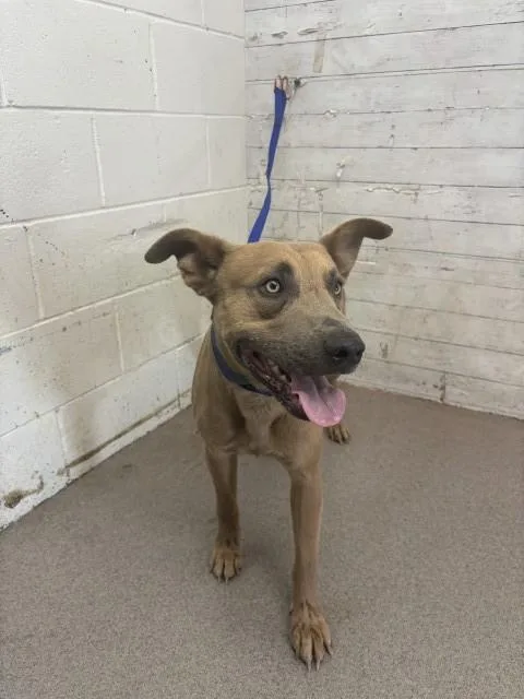 A young medium-sized male Pit Bull Terrier dog named Mango for adoption in San Bernardino, CA
