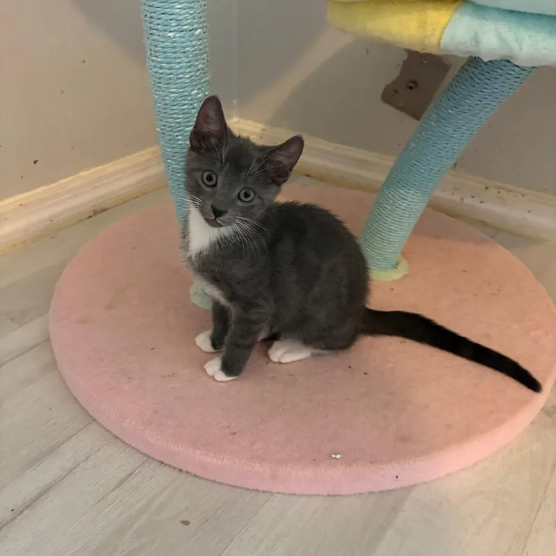 A baby small-sized male Gray & White Domestic Short Hair cat named Clayton for adoption in Lauderhill, FL