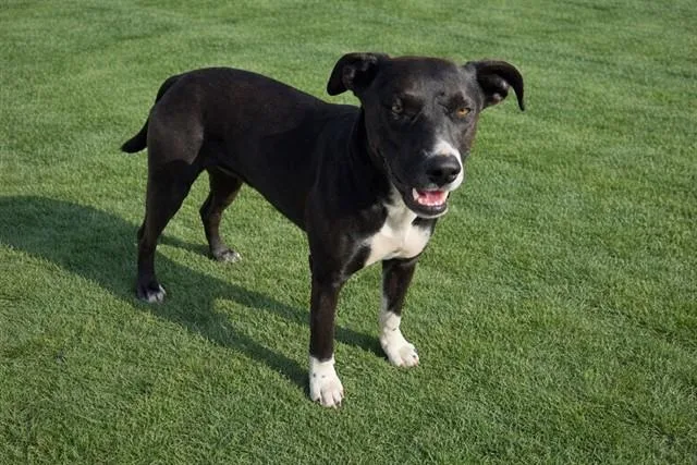 A young large-sized female Pit Bull Terrier dog named Medusa for adoption in Lancaster, CA