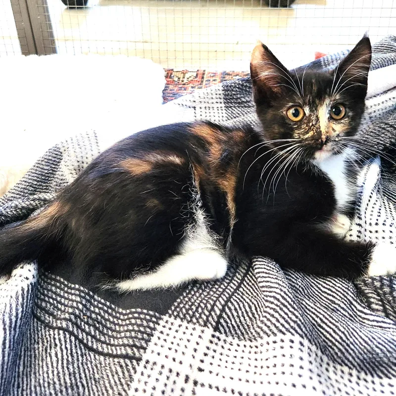 A baby small-sized female Calico Domestic Short Hair cat named Luna for adoption in Orange, CA