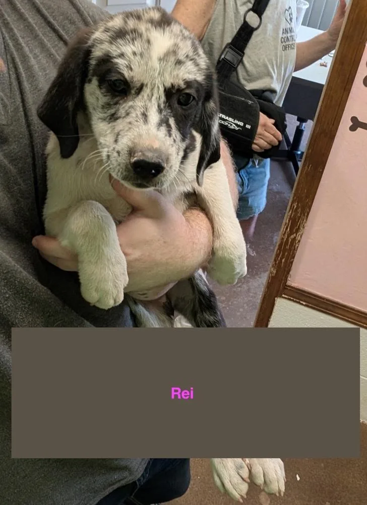 A baby large-sized female Merle (Blue) Mixed Breed dog named Rei for adoption in Deerfield, WI