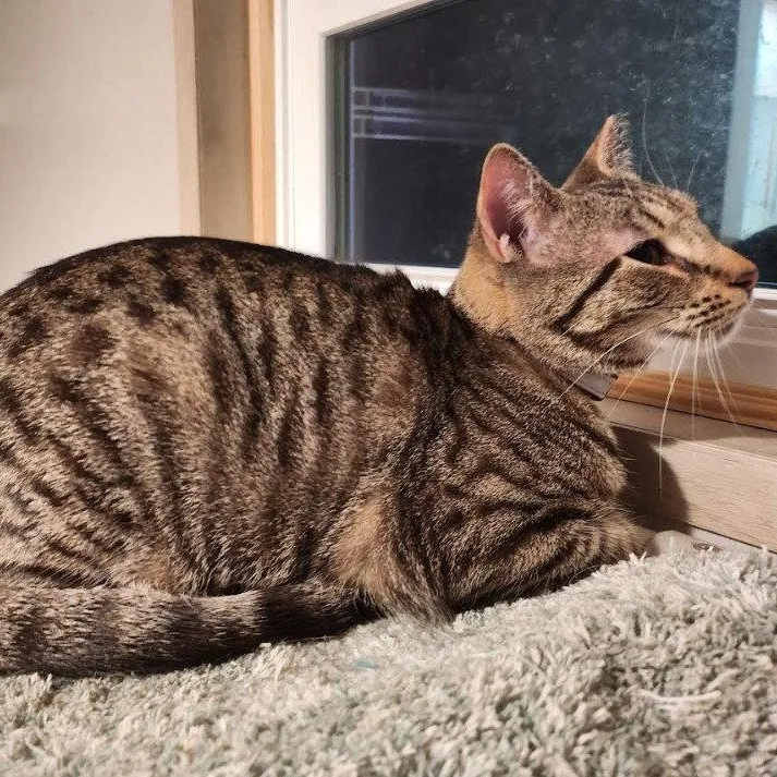 A young medium-sized female Tabby (Gray / Blue / Silver) Domestic Short Hair cat named Yardley for adoption in Hampstead, NC