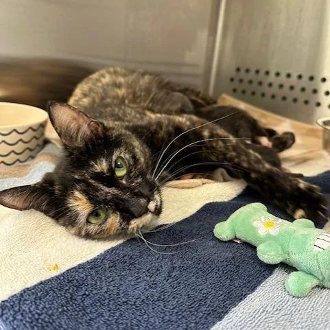 An adult medium-sized female Black Domestic Short Hair cat named Colette for adoption in Indianapolis, IN