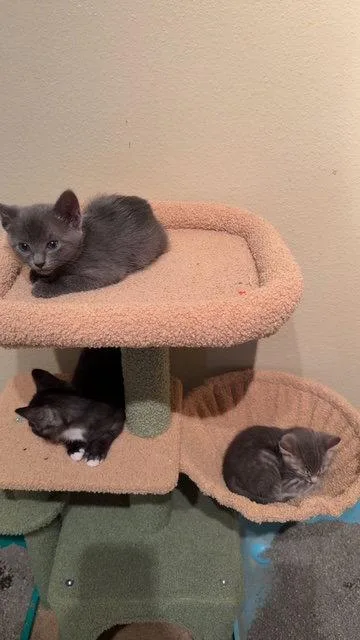 A baby medium-sized female Gray / Blue / Silver Domestic Short Hair cat named Aspen for adoption in Wesley Chapel, FL
