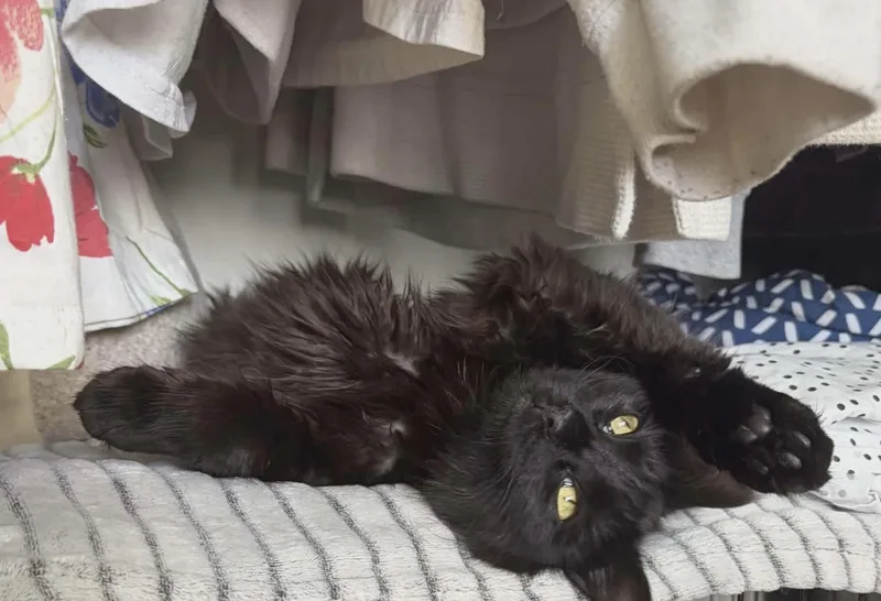 A young medium-sized female Black Domestic Medium Hair cat named Princess for adoption in Brooks, ME